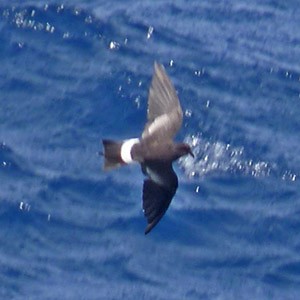 Wilson's Storm-petrel - Oceanites oceanicus © John Muddeman